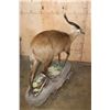 Image 7 : Life-sized FOREST SITATUNGA on a Decorative Base