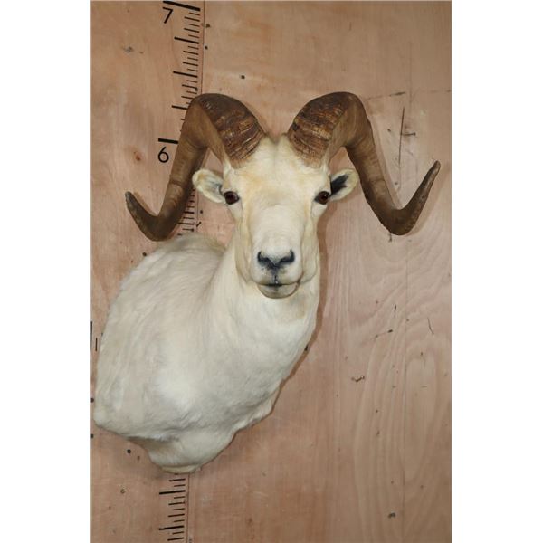 Big DALL SHEEP Shoulder Mount