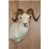 Image 1 : Big DALL SHEEP Shoulder Mount