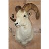 Image 2 : Big DALL SHEEP Shoulder Mount