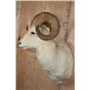 Image 3 : Big DALL SHEEP Shoulder Mount
