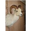 Image 4 : Big DALL SHEEP Shoulder Mount