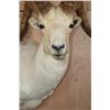 Image 5 : Big DALL SHEEP Shoulder Mount