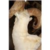 Image 6 : Big DALL SHEEP Shoulder Mount