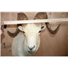 Image 7 : Big DALL SHEEP Shoulder Mount