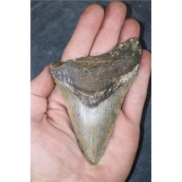 XL MEGALODON Tooth Fossil Specimen