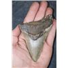 Image 1 : XL MEGALODON Tooth Fossil Specimen