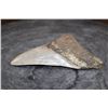 Image 2 : XL MEGALODON Tooth Fossil Specimen