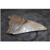 Image 3 : XL MEGALODON Tooth Fossil Specimen