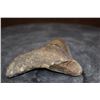 Image 4 : XL MEGALODON Tooth Fossil Specimen
