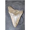 Image 5 : XL MEGALODON Tooth Fossil Specimen