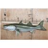 Image 2 : Big Reproduction COMMON SNOOK Fish from the Sam Snead Collection