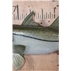 Image 4 : Big Reproduction COMMON SNOOK Fish from the Sam Snead Collection