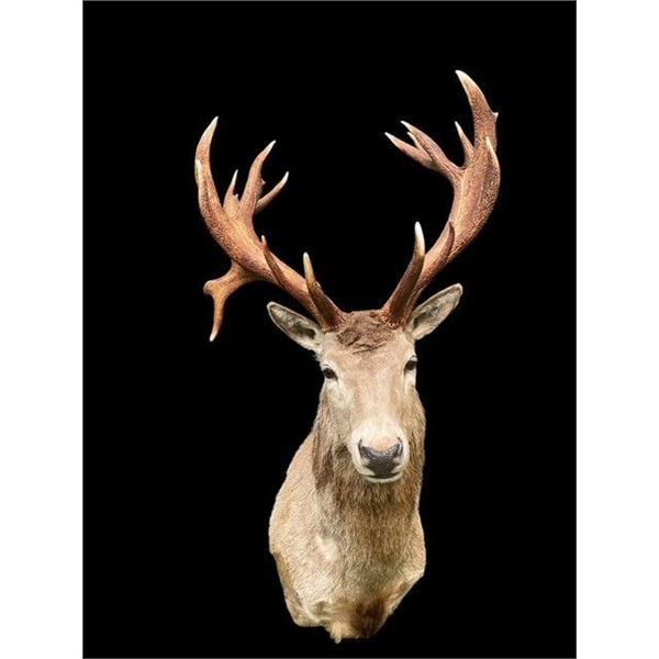 Huge 10 x 9 RED STAG Shoulder Mount with a Big Heavy Drop-tine