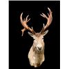 Image 1 : Huge 10 x 9 RED STAG Shoulder Mount with a Big Heavy Drop-tine