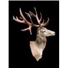 Image 2 : Huge 10 x 9 RED STAG Shoulder Mount with a Big Heavy Drop-tine