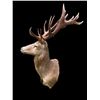 Image 3 : Huge 10 x 9 RED STAG Shoulder Mount with a Big Heavy Drop-tine