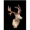 Image 4 : Huge 10 x 9 RED STAG Shoulder Mount with a Big Heavy Drop-tine