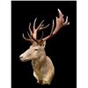 Image 5 : Huge 10 x 9 RED STAG Shoulder Mount with a Big Heavy Drop-tine