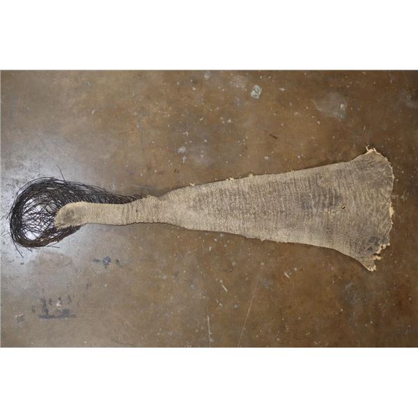 *Real Skin* ELEPHANT Tail