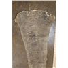 Image 3 : *Real Skin* ELEPHANT Tail
