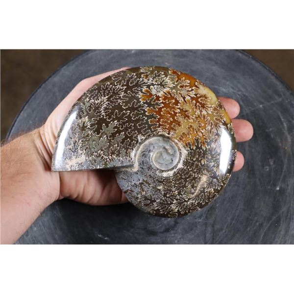 Whole Polished AMMONITE Fossil Specimen with Sutures from Madagascar