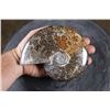 Image 1 : Whole Polished AMMONITE Fossil Specimen with Sutures from Madagascar