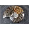 Image 2 : Whole Polished AMMONITE Fossil Specimen with Sutures from Madagascar