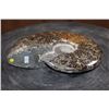 Image 3 : Whole Polished AMMONITE Fossil Specimen with Sutures from Madagascar