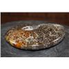 Image 4 : Whole Polished AMMONITE Fossil Specimen with Sutures from Madagascar