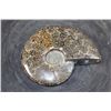 Image 5 : Whole Polished AMMONITE Fossil Specimen with Sutures from Madagascar