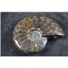 Image 6 : Whole Polished AMMONITE Fossil Specimen with Sutures from Madagascar