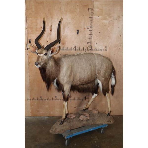 Life-sized NYALA on a Stationary Base
