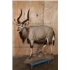 Image 1 : Life-sized NYALA on a Stationary Base