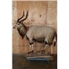 Image 2 : Life-sized NYALA on a Stationary Base