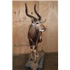 Image 3 : Life-sized NYALA on a Stationary Base