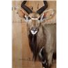 Image 4 : Life-sized NYALA on a Stationary Base