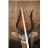 Image 5 : Life-sized NYALA on a Stationary Base