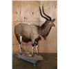 Image 6 : Life-sized NYALA on a Stationary Base