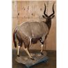 Image 7 : Life-sized NYALA on a Stationary Base