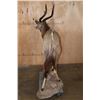 Image 8 : Life-sized NYALA on a Stationary Base