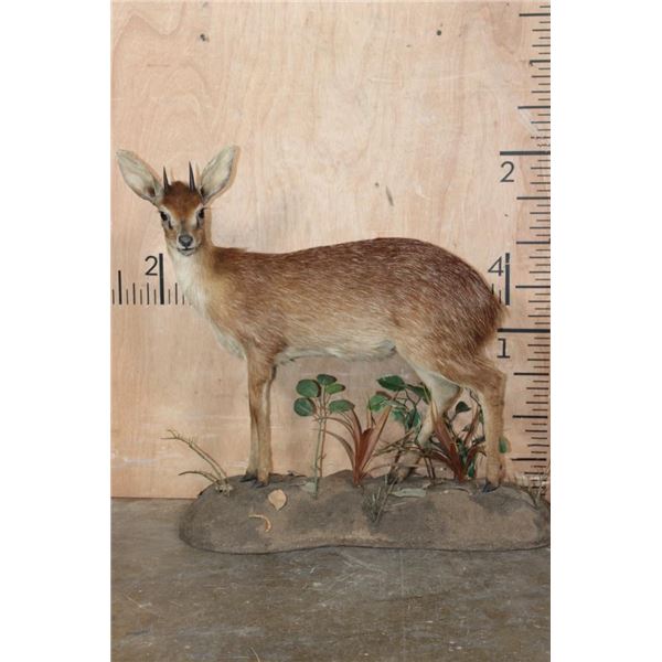 Life-sized CAPE GRYSBOK on a Decorative Habitat Base