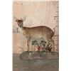Image 1 : Life-sized CAPE GRYSBOK on a Decorative Habitat Base