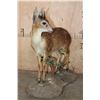 Image 3 : Life-sized CAPE GRYSBOK on a Decorative Habitat Base