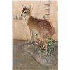 Image 4 : Life-sized CAPE GRYSBOK on a Decorative Habitat Base