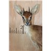 Image 5 : Life-sized CAPE GRYSBOK on a Decorative Habitat Base