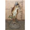 Image 6 : Life-sized CAPE GRYSBOK on a Decorative Habitat Base