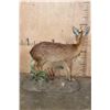 Image 7 : Life-sized CAPE GRYSBOK on a Decorative Habitat Base