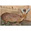 Image 8 : Life-sized CAPE GRYSBOK on a Decorative Habitat Base