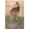 Image 9 : Life-sized CAPE GRYSBOK on a Decorative Habitat Base
